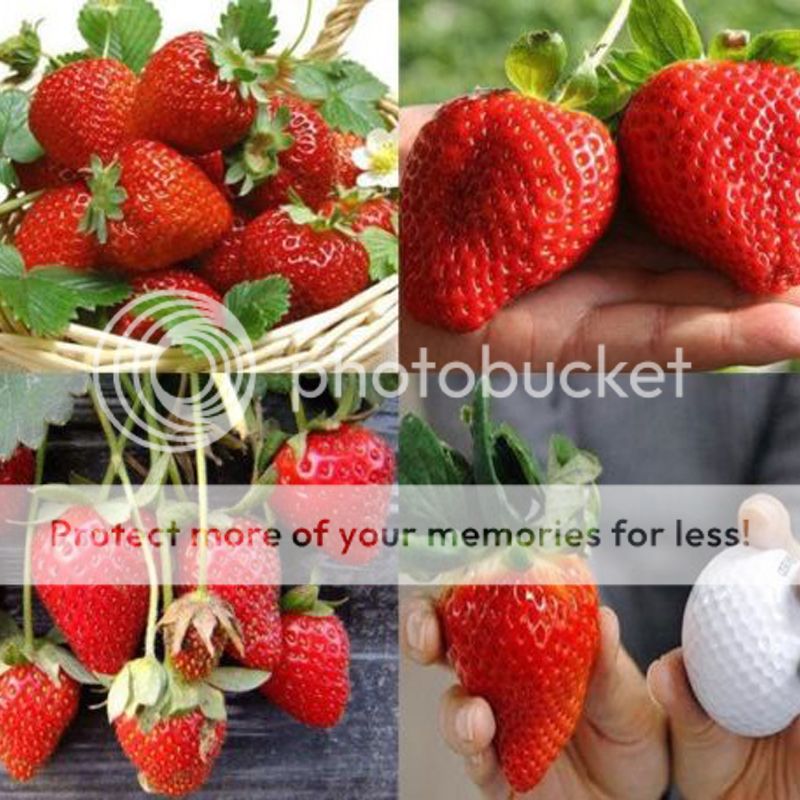 200 Giant Strawberry Seeds Huge Rare Fragaria Sweet Fruit Potted Plant
